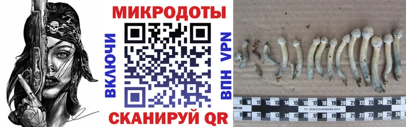 Купить закладки  Татарск  Псилоцибиновые грибы MAGIC MUSHROOMS 